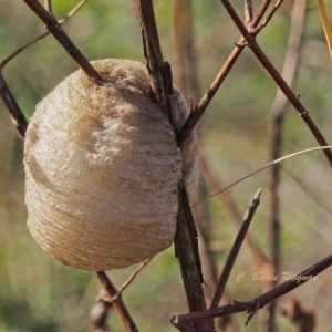 Mantidae - egg case (family) at Kambah, ACT - 18 Apr 2023 09:56 AM