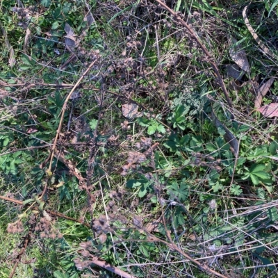 Potentilla recta (Sulphur Cinquefoil) at Hall, ACT - 19 Apr 2023 by Rosie