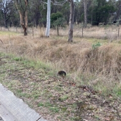 Tachyglossus aculeatus (Short-beaked Echidna) at Hall, ACT - 8 Apr 2023 by Rosie