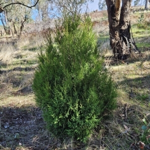 Juniperus sp. at Molonglo Valley, ACT - 18 Apr 2023