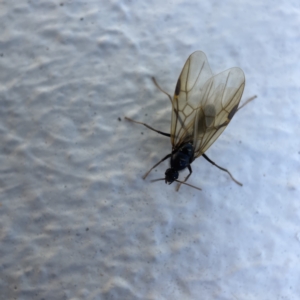 Formicidae (family) at Canberra, ACT - 19 Apr 2023