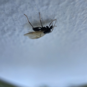 Formicidae (family) at Canberra, ACT - 19 Apr 2023