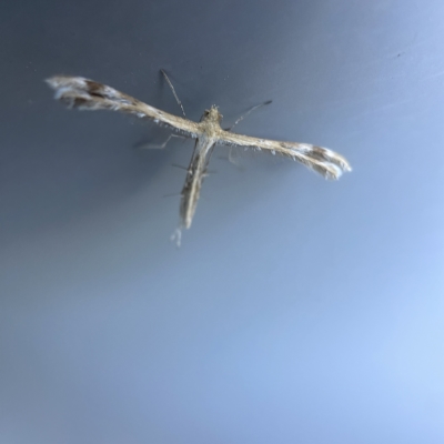 Megalorhipida leucodactyla (Spiderling Moth) at City Renewal Authority Area - 19 Apr 2023 by Hejor1