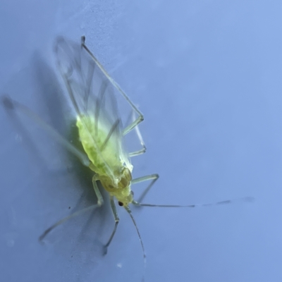 Aphididae (family) (Unidentified aphid) at Canberra, ACT - 19 Apr 2023 by Hejor1