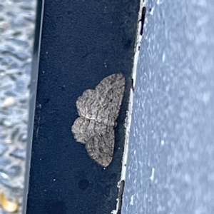 Zermizinga sinuata at Canberra, ACT - 19 Apr 2023