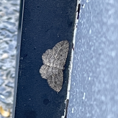 Zermizinga sinuata (Lucerne Looper, Spider Moth) at City Renewal Authority Area - 19 Apr 2023 by Hejor1