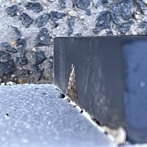 Zermizinga sinuata at Canberra, ACT - 19 Apr 2023