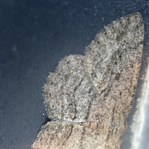 Zermizinga sinuata at Canberra, ACT - 19 Apr 2023