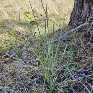 Dianella sp. aff. longifolia (Benambra) at Weetangera, ACT - 18 Apr 2023