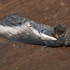 Hylaeora eucalypti at Higgins, ACT - 18 Apr 2023