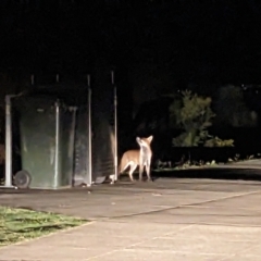 Vulpes vulpes (Red Fox) at Ainslie, ACT - 13 Apr 2023 by WalterEgo