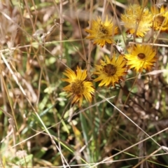 Xerochrysum subundulatum (Alpine Everlasting) at Namadgi National Park - 9 Apr 2023 by JimL