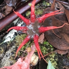 Aseroe rubra (Anemone Stinkhorn) at Cape Pillar, TAS - 13 Apr 2023 by MattFox