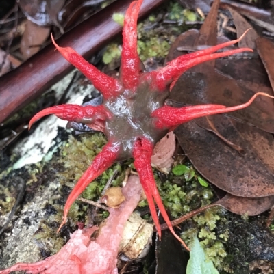 Aseroe rubra (Anemone Stinkhorn) at Cape Pillar, TAS - 13 Apr 2023 by MattFox