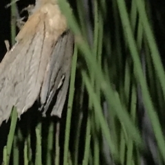 Unverified Moth (Lepidoptera) at Cape Pillar, TAS - 12 Apr 2023 by MattFox