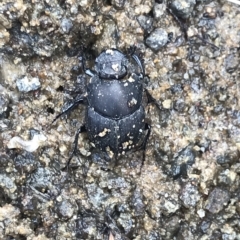 Onthophagus fuliginosus (Sooty dung beetle) at Cape Pillar, TAS - 12 Apr 2023 by MattFox