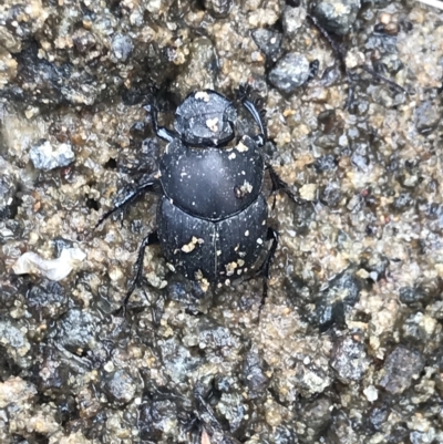 Onthophagus fuliginosus (Sooty dung beetle) at Cape Pillar, TAS - 12 Apr 2023 by MattFox