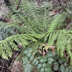 Dicksonia antarctica (Soft Treefern) at Cape Pillar, TAS - 12 Apr 2023 by MattFox