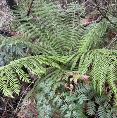 Dicksonia antarctica (Soft Treefern) at Cape Pillar, TAS - 12 Apr 2023 by MattFox