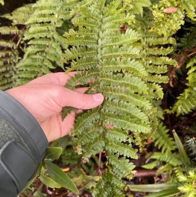 Polystichum proliferum (Mother Shield Fern) at Cape Pillar, TAS - 12 Apr 2023 by MattFox