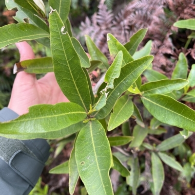 Olearia viscosa at Cape Pillar, TAS - 12 Apr 2023 by MattFox