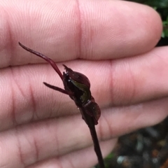 Chiloglottis reflexa (Short-clubbed Wasp Orchid) at Cape Pillar, TAS - 12 Apr 2023 by MattFox