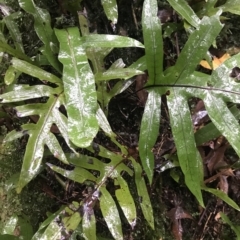 Zealandia pustulata (Kangaroo Fern) at Cape Pillar, TAS - 11 Apr 2023 by MattFox