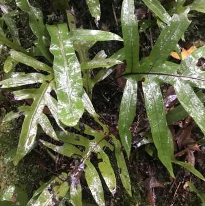 Zealandia pustulata (Kangaroo Fern) at Cape Pillar, TAS - 11 Apr 2023 by MattFox