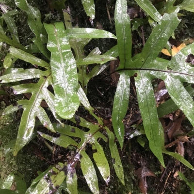 Microsorum pustulatum (Kangaroo Fern) at Cape Pillar, TAS - 11 Apr 2023 by MattFox