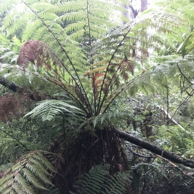 Dicksonia antarctica (Soft Treefern) at Cape Pillar, TAS - 11 Apr 2023 by MattFox