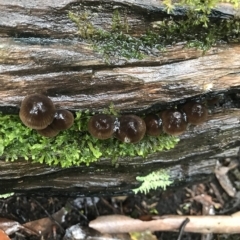 Unidentified Fungus at Cape Pillar, TAS - 11 Apr 2023 by MattFox