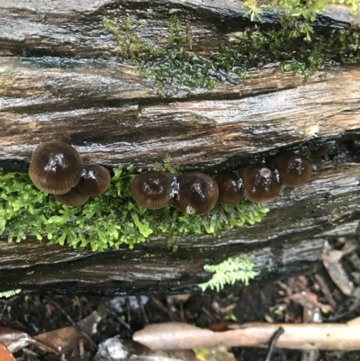 Mycena sp. (genus) (Mycena) at Cape Pillar, TAS - 11 Apr 2023 by MattFox
