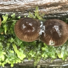 Mycena sp. (genus) at Cape Pillar, TAS - 11 Apr 2023 03:03 PM