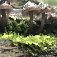 Mycena sp. (genus) at Cape Pillar, TAS - 11 Apr 2023 03:03 PM