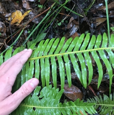 Blechnum nudum (Fishbone Water Fern) at Cape Pillar, TAS - 11 Apr 2023 by MattFox