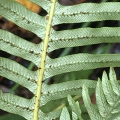 Blechnum nudum at Cape Pillar, TAS - 11 Apr 2023 03:03 PM
