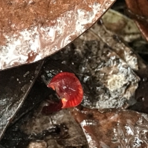Cruentomycena viscidocruenta at Cape Pillar, TAS - 11 Apr 2023 02:55 PM
