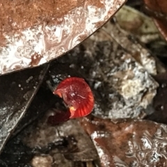 Cruentomycena viscidocruenta at Cape Pillar, TAS - 11 Apr 2023 02:55 PM