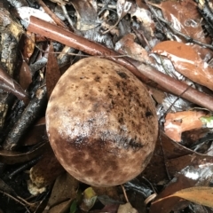 Unidentified Fungus at Cape Pillar, TAS - 11 Apr 2023 by MattFox