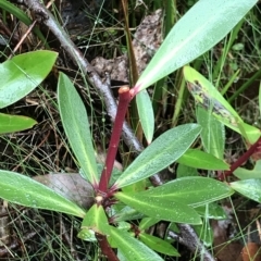 Tasmannia lanceolata (Mountain Pepper) at Cape Pillar, TAS - 11 Apr 2023 by MattFox