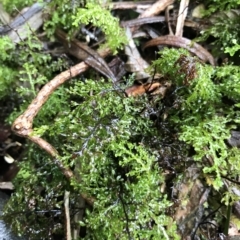 Unidentified Moss, Lichen, Liverwort, etc at Cape Pillar, TAS - 11 Apr 2023 by MattFox