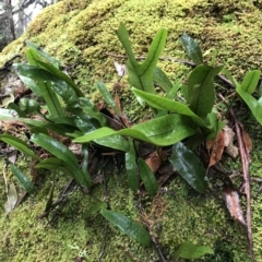 Notogrammitis billardierei (Finger Fern) at Cape Pillar, TAS - 11 Apr 2023 by MattFox