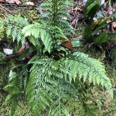 Asplenium gracillimum (Mother Spleenwort) at Cape Pillar, TAS - 11 Apr 2023 by MattFox