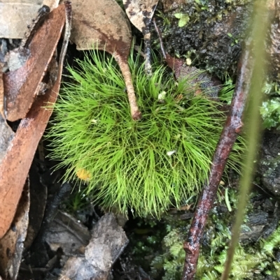 Unidentified Moss, Liverwort or Hornwort at Cape Pillar, TAS - 11 Apr 2023 by MattFox