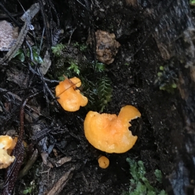 Unverified Fungus at Cape Pillar, TAS - 11 Apr 2023 by MattFox