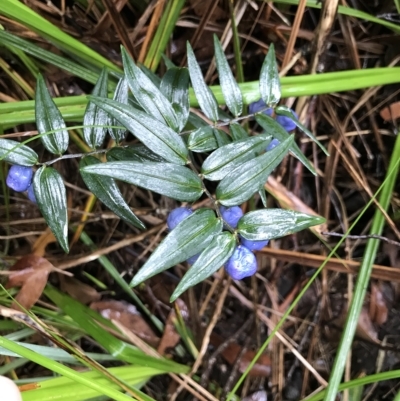 Drymophila cyanocarpa (Turquoise Berry) at Cape Pillar, TAS - 11 Apr 2023 by MattFox