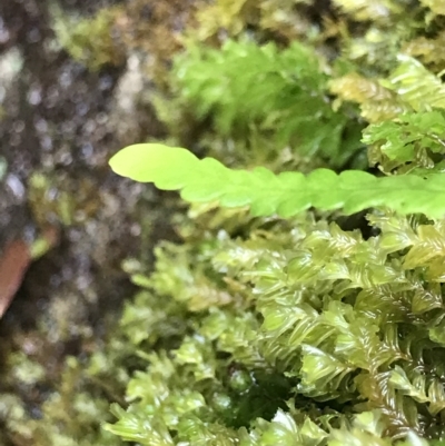 Unverified Fern or Clubmoss at Cape Pillar, TAS - 11 Apr 2023 by MattFox