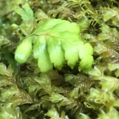 Unidentified Fern or Clubmoss at Cape Pillar, TAS - 11 Apr 2023 by MattFox