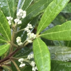 Zieria arborescens (Stinkwood) at Cape Pillar, TAS - 11 Apr 2023 by MattFox