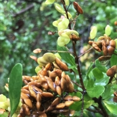 Bursaria spinosa (Native Blackthorn, Sweet Bursaria) at Cape Pillar, TAS - 11 Apr 2023 by MattFox